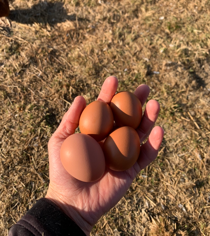 The Local Roost Pasture Raised Eggs