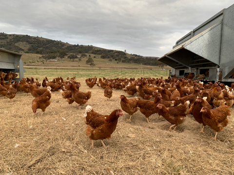 The Local Roost Pasture Raised Eggs
