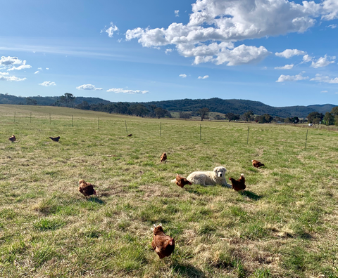 The Local Roost Pasture Raised Eggs