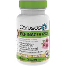 Carusos Echinacea 6,500