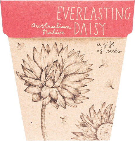 SOW 'N SOW Gift of Seeds Everlasting Daisy