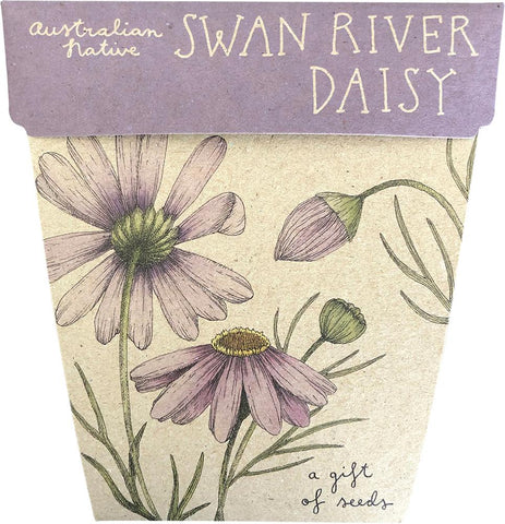 SOW 'N SOW Gift of Seeds Swan River Daisy