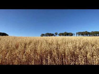 GF Oats Quick Oats